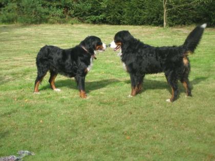 2 Berner Sennen Rüden mit 10 Wochen abzugeben