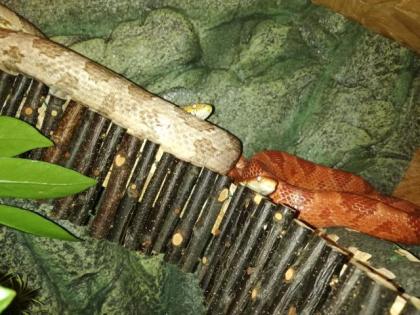 Bildschönes Kornnatternpaar mit Terrarium