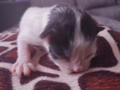 Super süße Katzen Babys