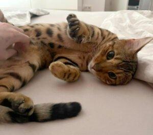 OTIS - männlich 4 Jahre Bengal Gechipt Kastriert