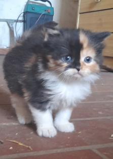 Maincoon Mix Kitten Katze Kater Perser