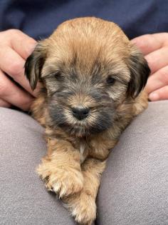 Bildhübsche Tibet Terrier