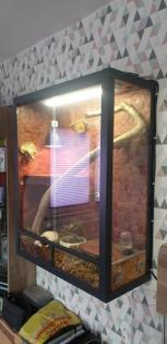 Kornnatter samt Terrarium und Zubehör abzugeben