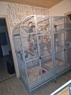 Graupapagei Pärchen handzahm mit Käfig
