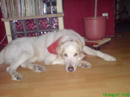 Kuvasz abzugeben.