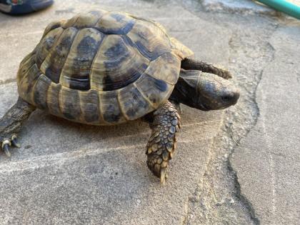 Verkaufe 2 griechische Landschildkröten, männlich