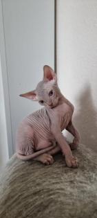 Sphynx- Katzenbaby