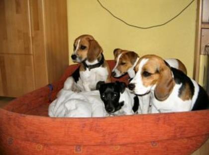 BEAGLE