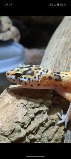 Leopardgeckos aus Rostock