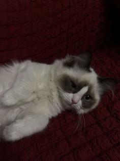 Ragdoll-Katze