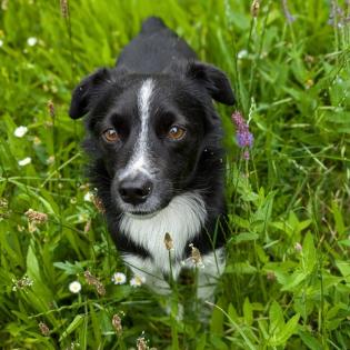 Rocco sucht ein Zuhause