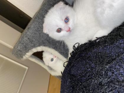 SF/BKH Kitten weiblich weiß