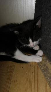 Freche Katzenbabys