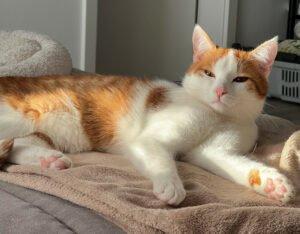 LINO - männlich 2 Jahre europäische Kurzhaarkatze Gechipt Kastriert
