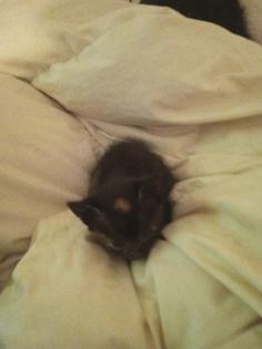 Kitten suchen ein neues zuhause