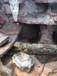 Kornnatter inkl terrarium