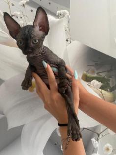 Sphynx babykatzen