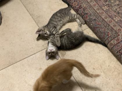 Babykatzen abzugeben