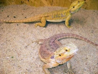 Bartagame weiblich Sandfire Redflame/Blood zu verkaufen