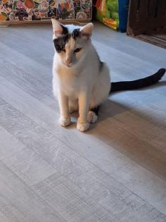 2 Kater Brüder, gechipt, geimpft, kastriert,