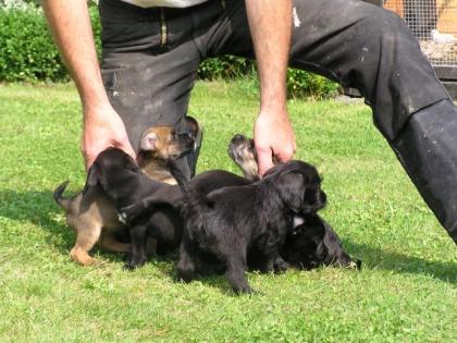 Liebevolle Hundeeltern gesucht