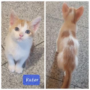 EKH Kitten abzugeben