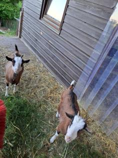 Südafrikanische Zwergziegen Ziege/Schaf