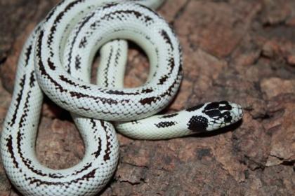 Lampropelzis Californiae High White / Leonis