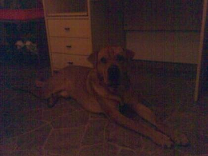 2 Jahre alter Sharpay-Boxer Mix zucht ein neues zuhause