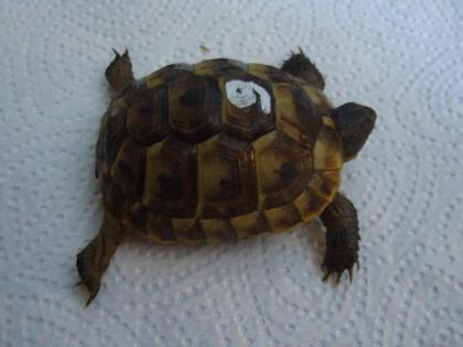 Maurische Landschildkröten NZ 2021