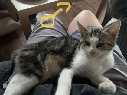 Kitten sofort auszugsbereit
