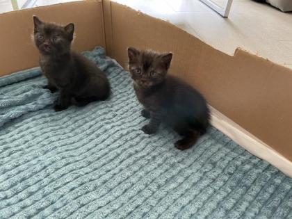 Wunderschöne Babykatzen/Kitten
