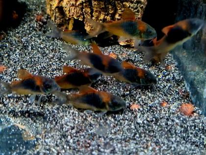 Venezuela Panzerwels Osteogaster Corydoras venezuelanus orange