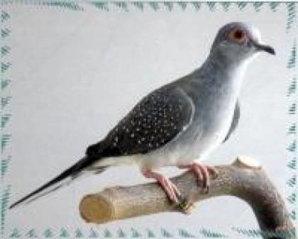 Diamanttäubchen