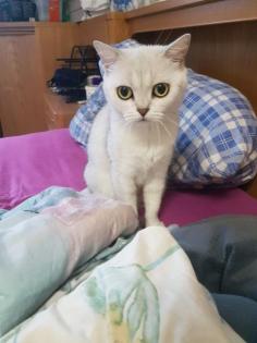 Ein wunderschönes Katzenbaby sucht ein neues Zuhause