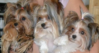 Suche Mini Yorki Mädchen, Blue and Tan oder Biewer, ausgewachsen ca. 1500g