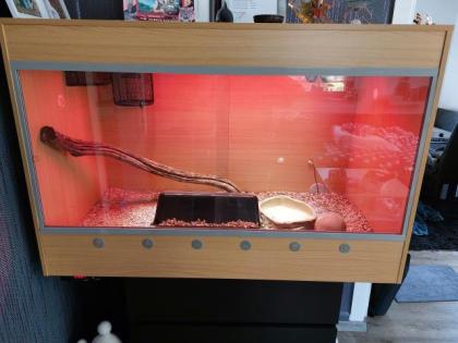 Boa Constrictor Imperator inklusive Terrarium