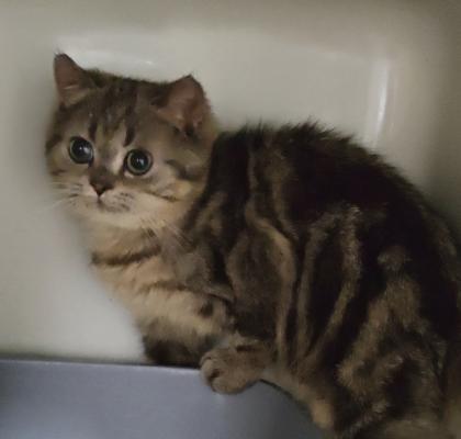Süße bkh Kittens suchen liebevolle Zuhause