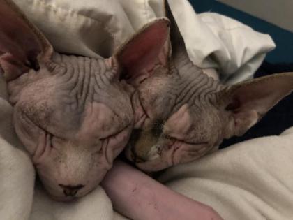 Sphynx Zwillinge 6 Jahre