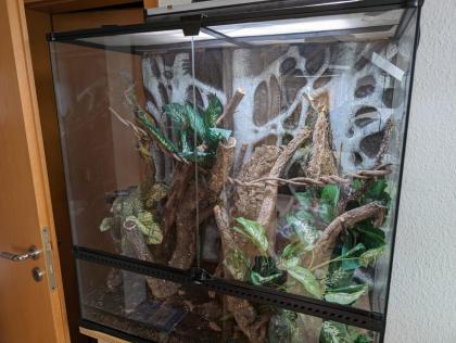 Gargoylegecko 1. 0 Adult