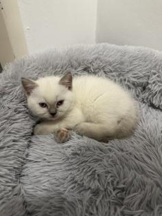 BHK KITTEN ABZUGEBEN DRINGEND