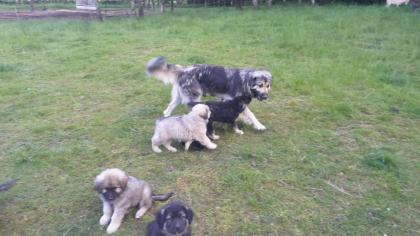 Sarplaninac, Welpen, Herdenschutzhund