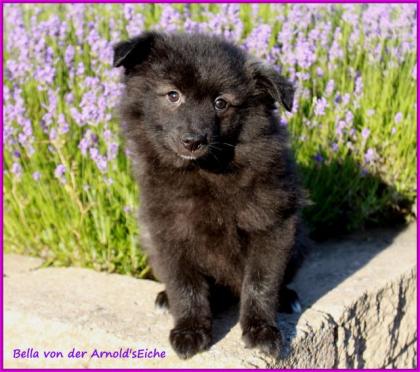 Großspitzhündinnenwelpen darkwolfsable, 06331258619