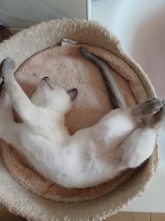 Siam / Thai Kitten Blue Point, Babys, Kätzchen. 1 Junge. Abgabebereit.