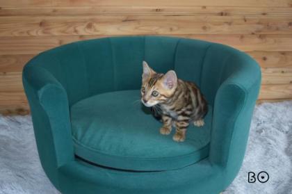 Bengalkätzchen Bounty und Katerchen Bo suchen noch ihr Traumzuhause