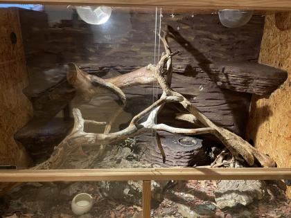 Kornnatter Weibl. inkl. Terrarium