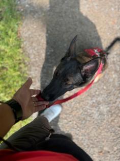 Malinois Hündin / 8 Monate