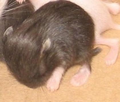Campbell Zwerghamster Babys günstig zu verkaufen