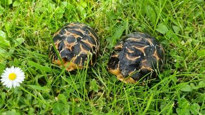 2 Strahlenschildkröten, Astrochelys Radiata NZ 23 Weibchen Je 490, -