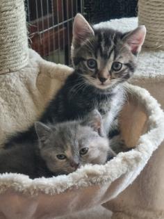 4 Kitten suchen ein neues Zuhause